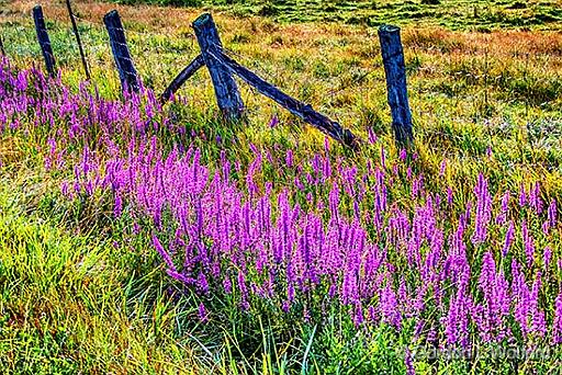 Purple Loosestrife Along Fence_P1170150-2.jpg - Photographed near Smiths Falls, Ontario, Canada.